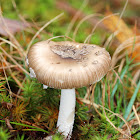 Amanita Mushroom