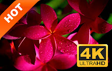 Flowers New Tabs HD Popular Photography Theme small promo image