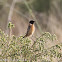 Stonechat; Tarabilla Común