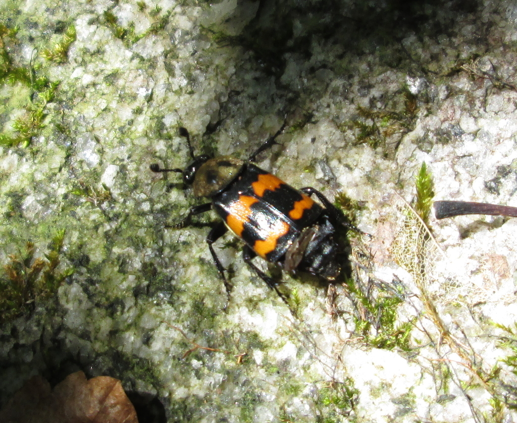 Tomentose Burying Beetle