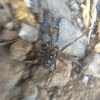 False Black Widow (young)