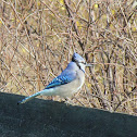 Blue Jay