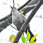 Gray Catbird