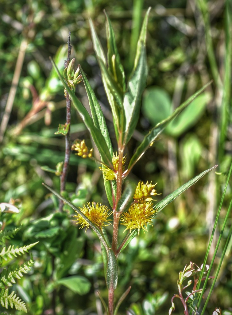 Tufted Loosestrife