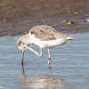 Greenshank