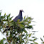 White-crowned Pigeon