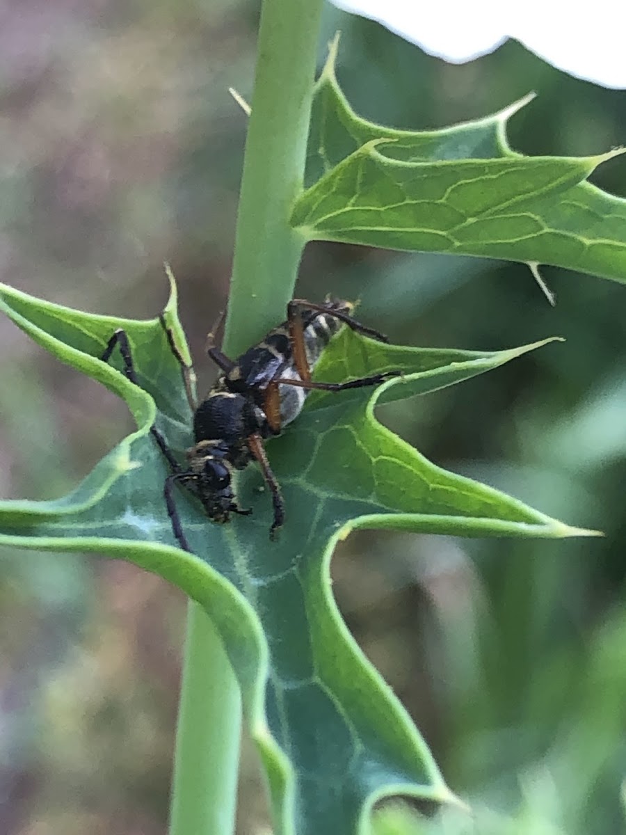 Banded Longhorn Beetle