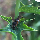 Banded Longhorn Beetle