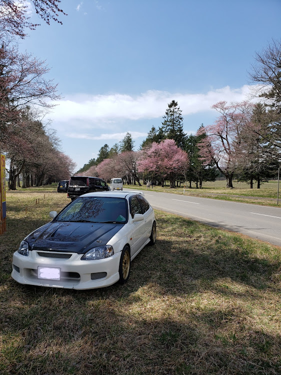 シビックタイプRのサクラと愛車に関するカスタム事例の投稿画像1枚目