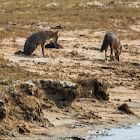 golden jackal