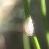 Hoverfly (hatched pupa)