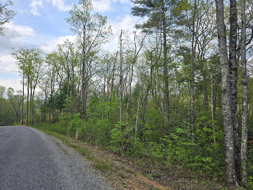 Property purchase in Blairsville (United States) - Path leading to a green forest