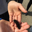 Black Caterpillar