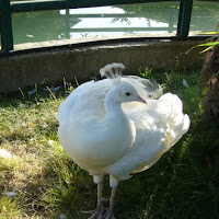 Eleganza...in bianco di 