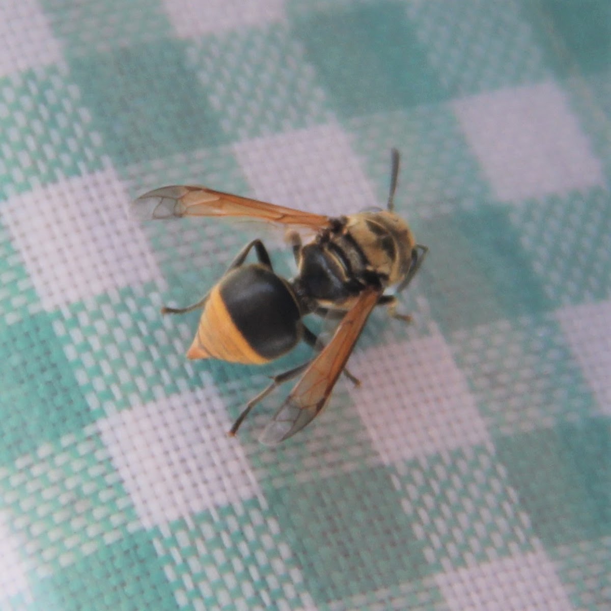 Honey Wasp