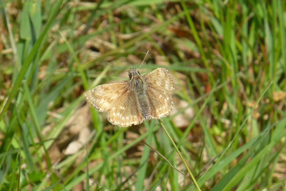 Dingy Skipper