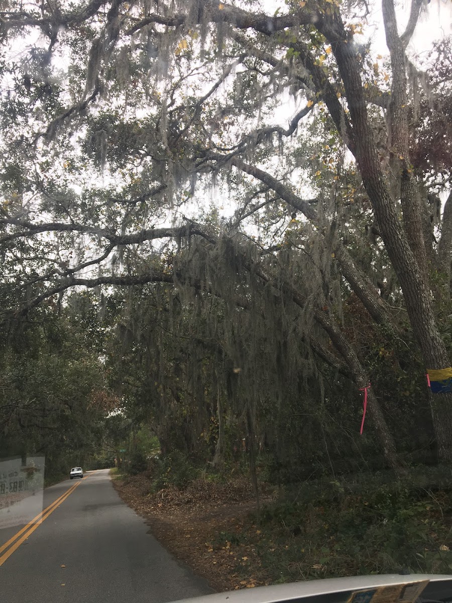 Spanish moss