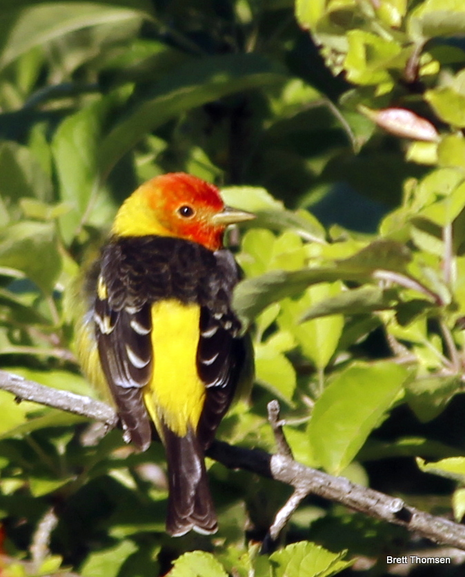 Western Tanager