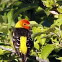 Western Tanager