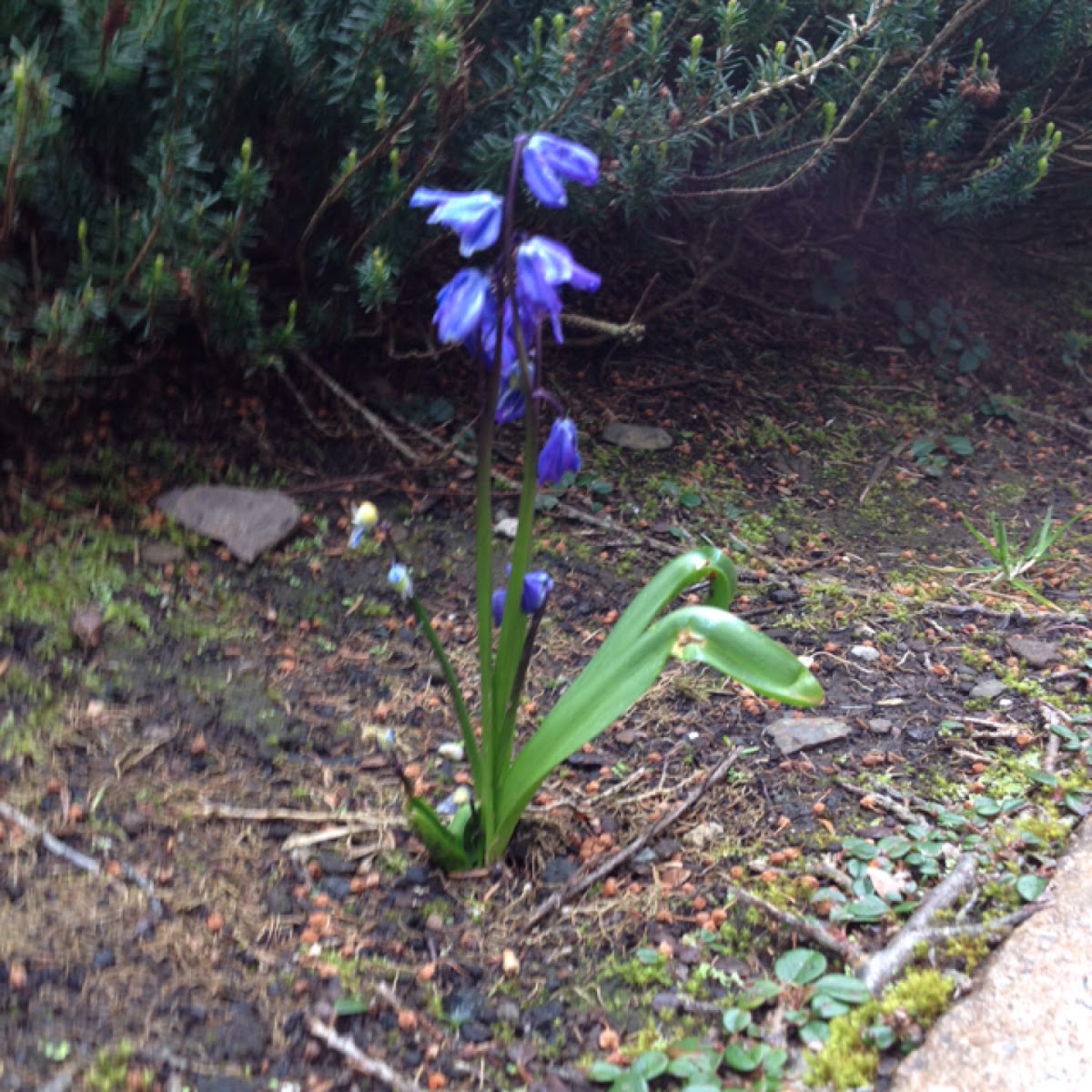 Siberian squill