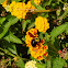 Carpenter bee