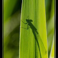 Ombre nella natura di 