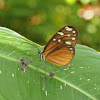 Virginia Clearwing