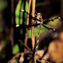 Coastal Evening Darner