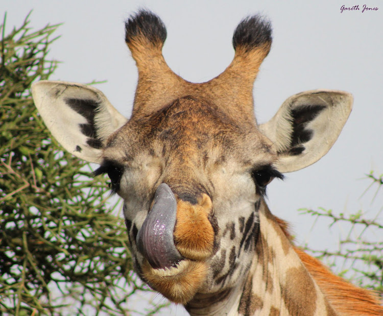 Giraffe lick