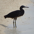 Pacific Reef Egret (Dark morph)