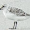 Sanderling