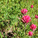 Magenta paintbrush