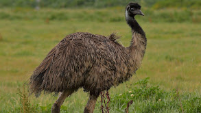 Journey of the Emu thumbnail