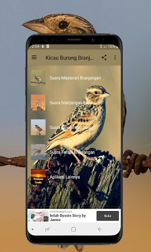 Kicau Burung Branjangan Gacor - Offline
