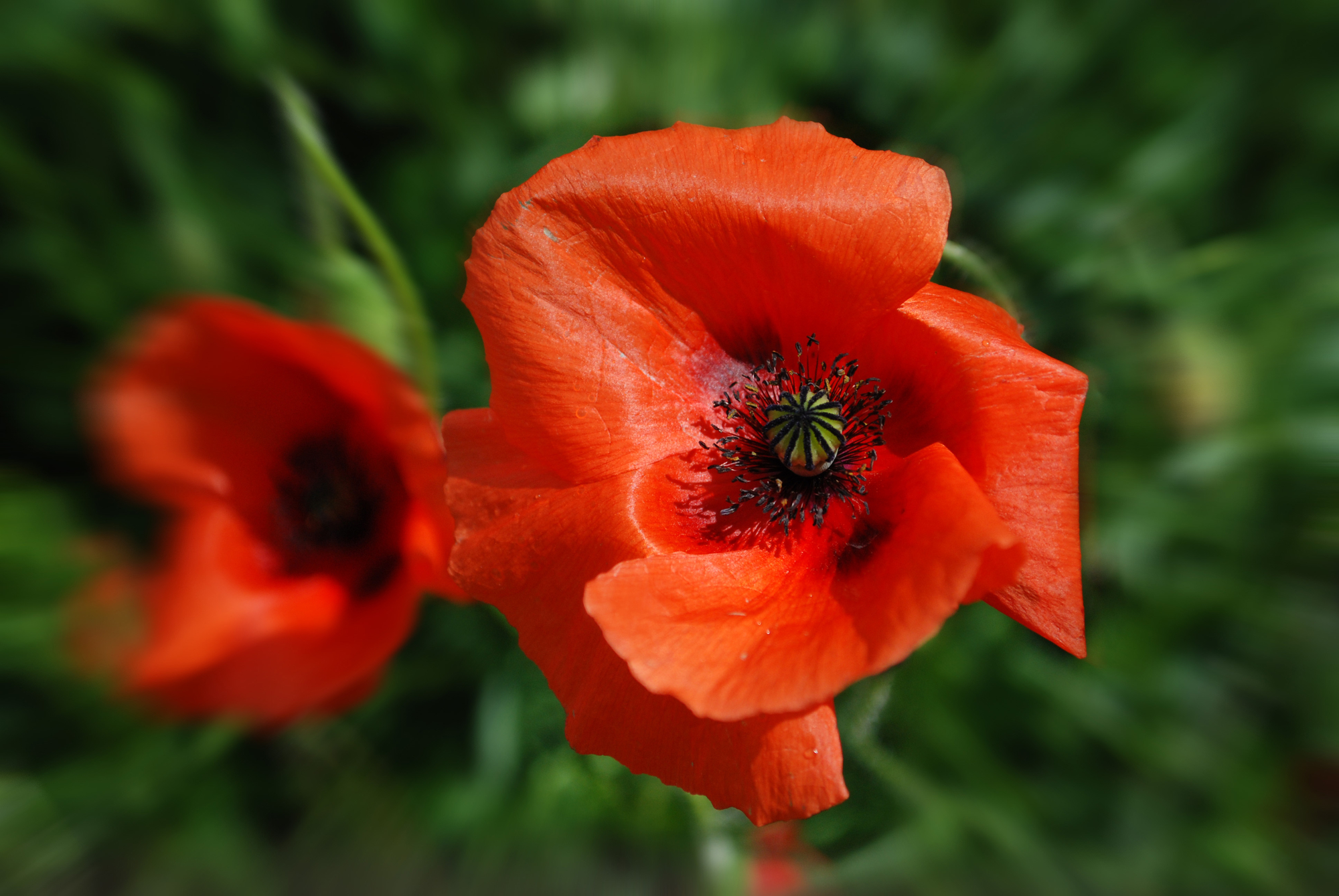 Poppies -papaveri di mauriziosettimi