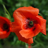 Poppies -papaveri di 