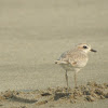 snowy plover