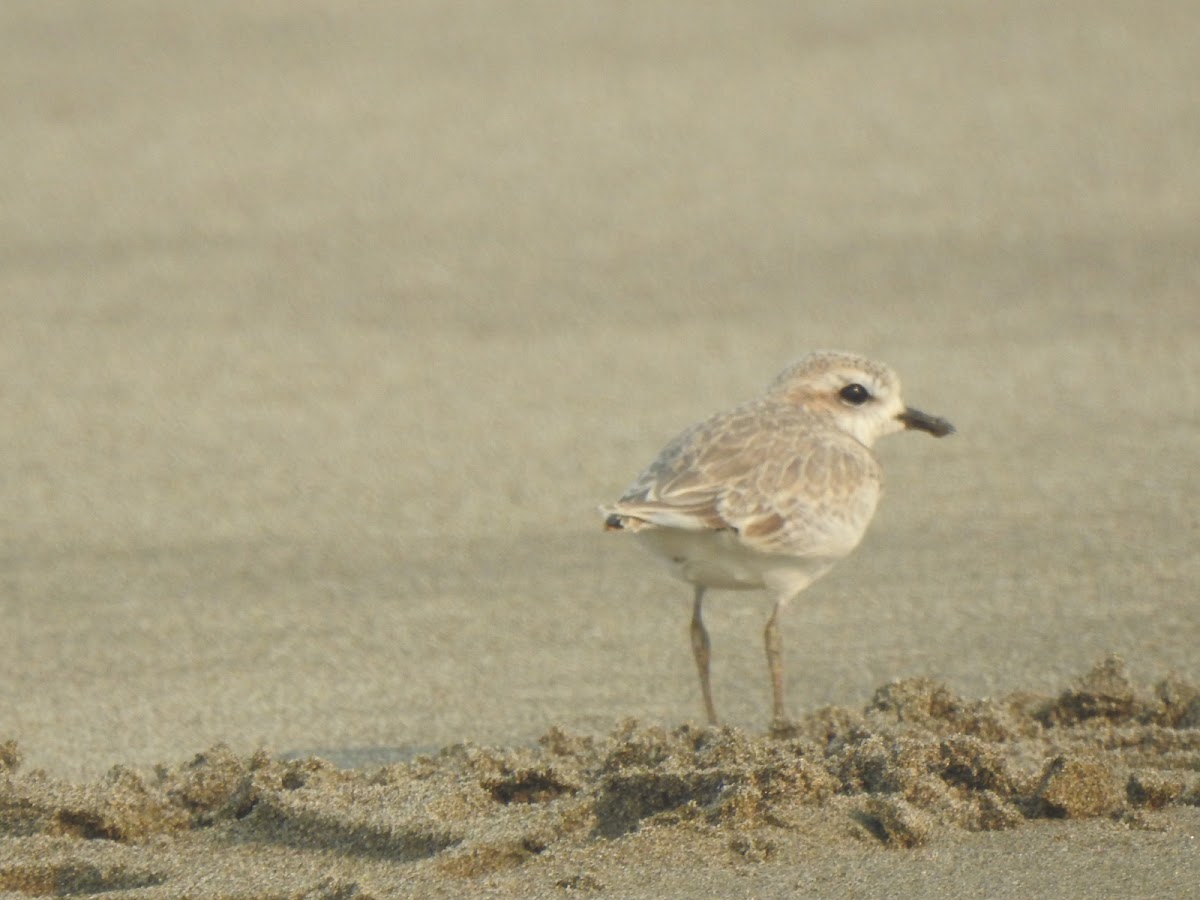 snowy plover