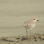 snowy plover