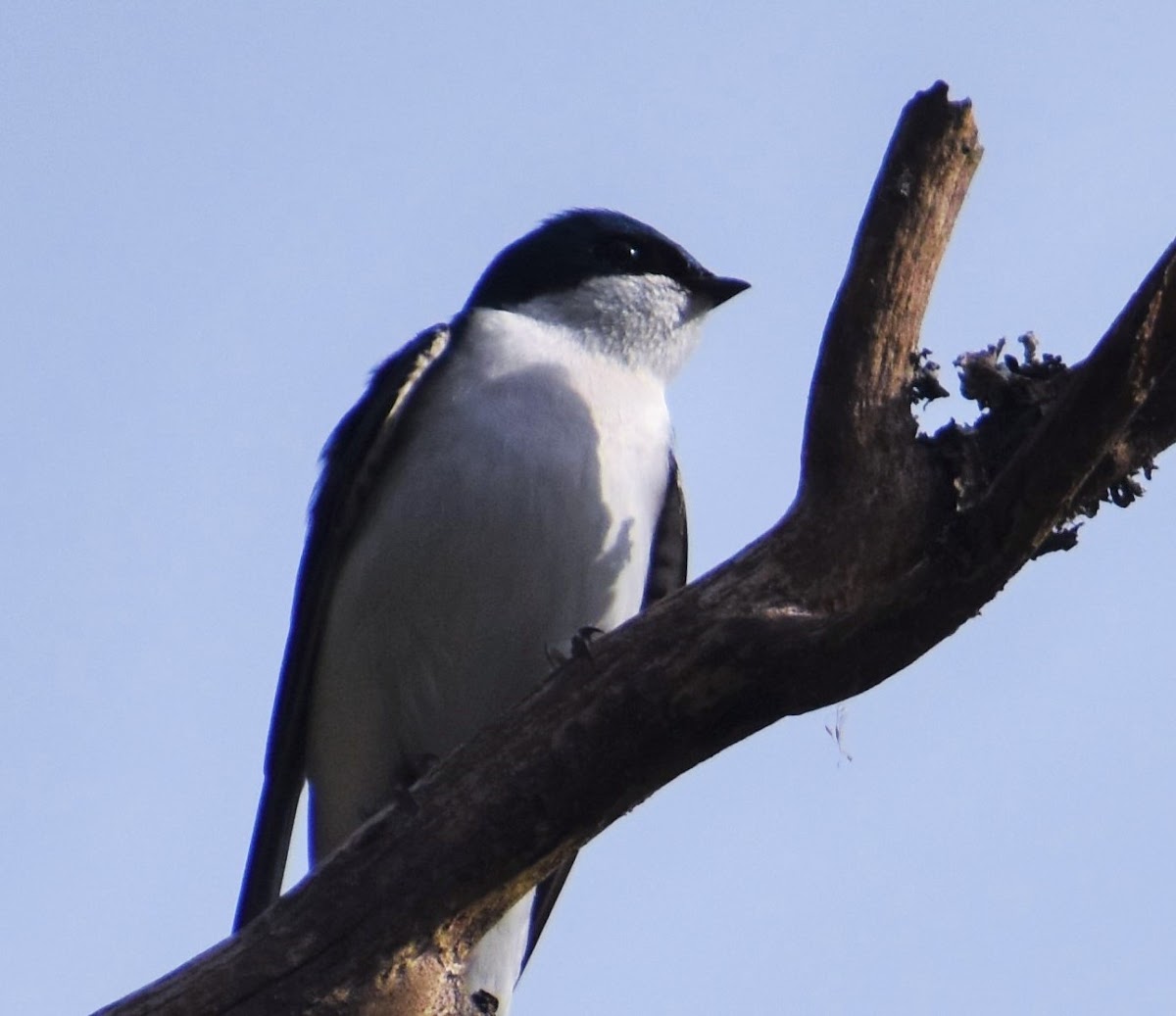 Tree swallow