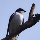 Tree swallow