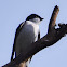 Tree swallow