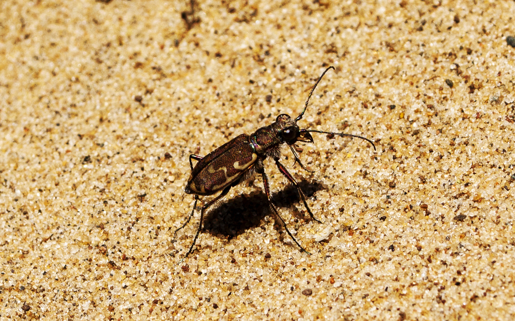 Bronzed Tiger Beetle