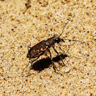 Bronzed Tiger Beetle