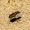 Bronzed Tiger Beetle