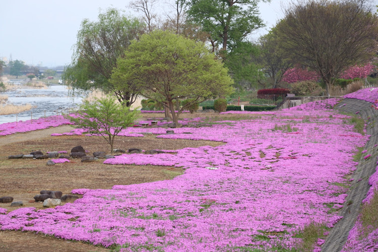 ノアのコロナウイルスに負けるな・桜と愛車・芝桜・河川敷・GWに関するカスタム事例の投稿画像6枚目