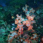 Soft coral