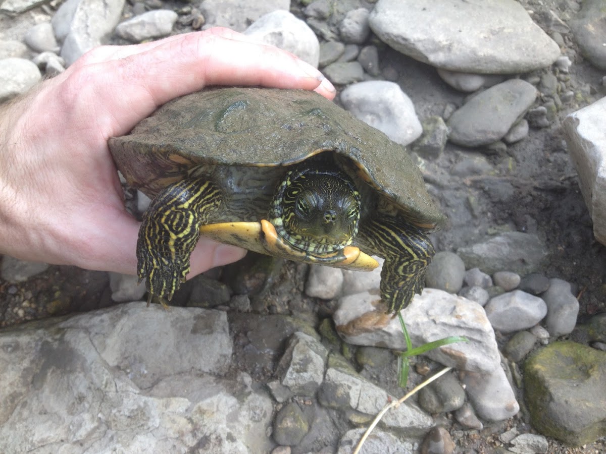 Texas River Cooter