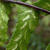 Ebony Spleenwort