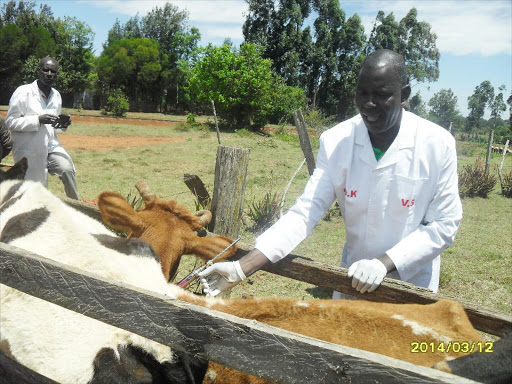 Vet officer vaccinating cattle. /FILE